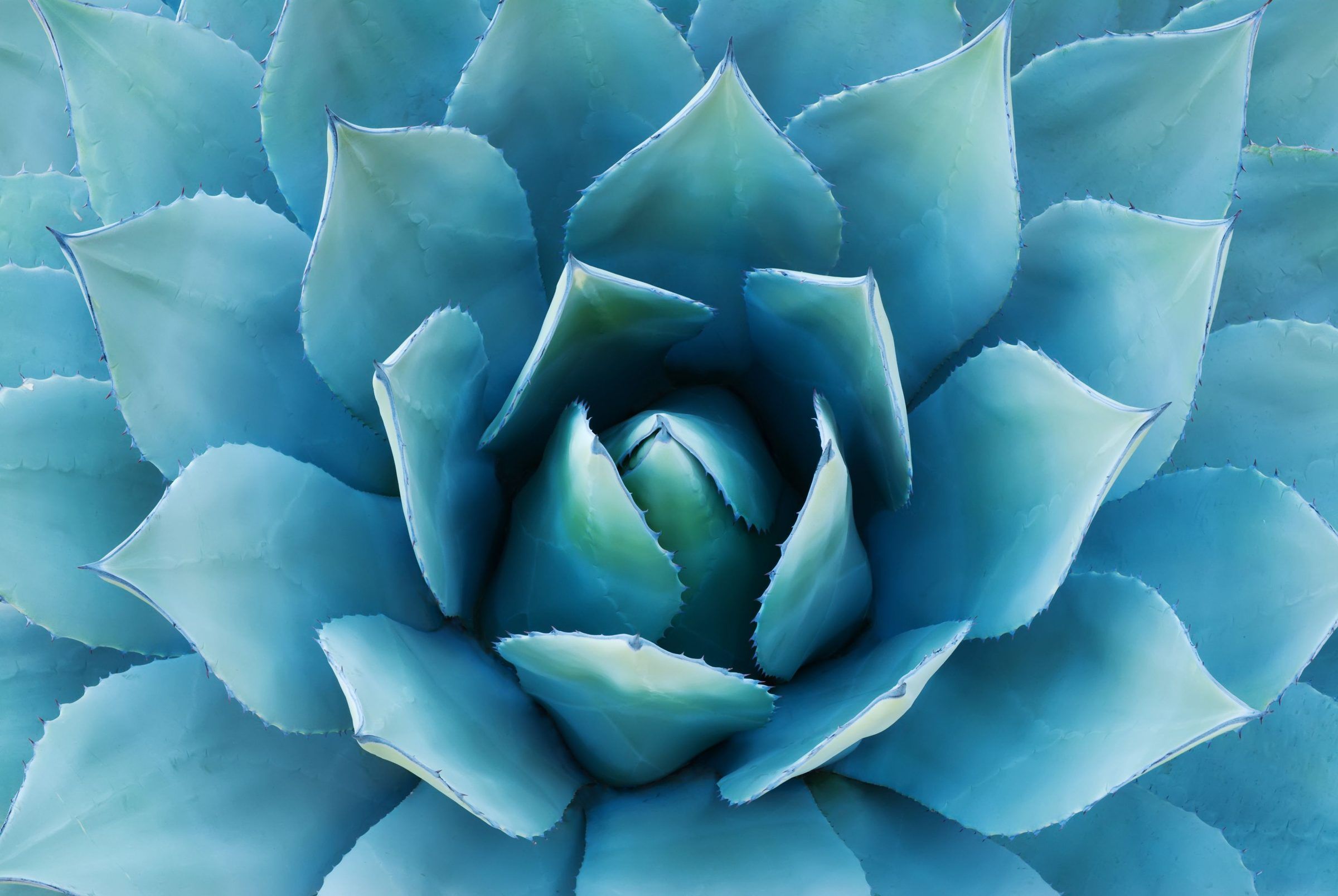 Blue agave leaves, seen from above