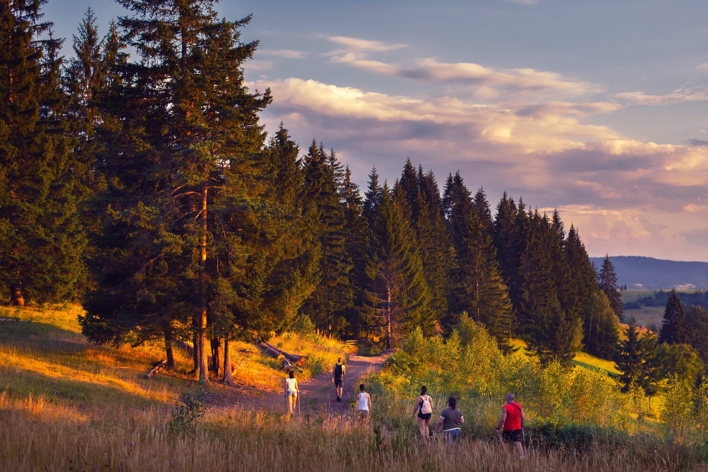 A group walking a trail through pines at golden hour