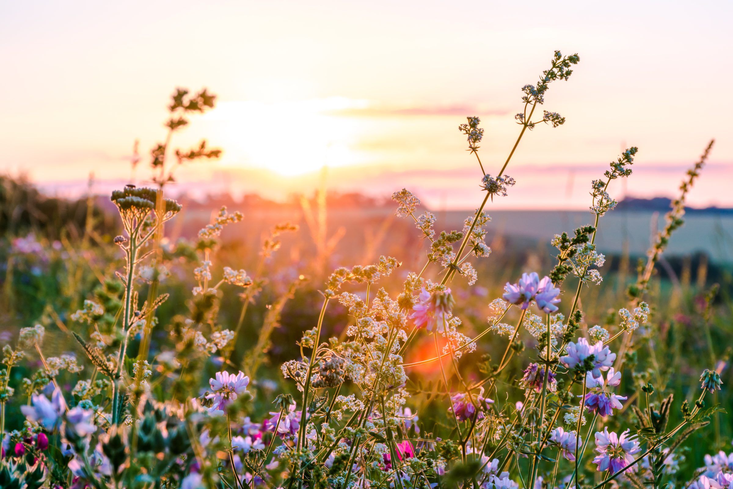 Wildflowers in a meadow at sunset